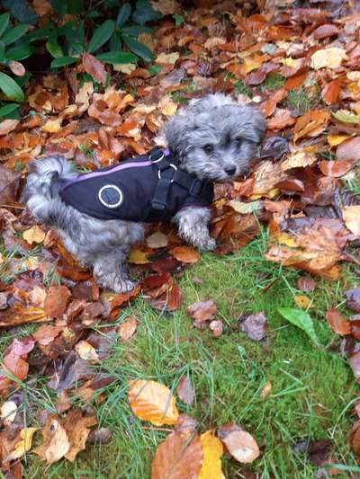 Bolonka Zwetna Freunde-Beitrag-Bild