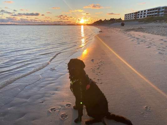 Dogorama-Monats-Challenge-Mai "Wasser"-Beitrag-Bild