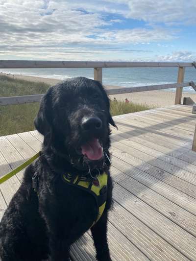 Labradorfans-Beitrag-Bild