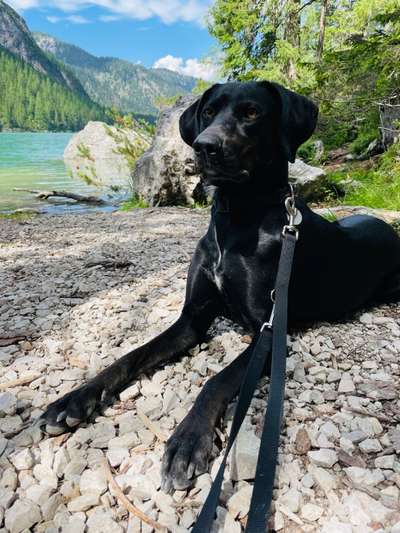 Die Dogorama Kalender Challenge Titelbild-Beitrag-Bild