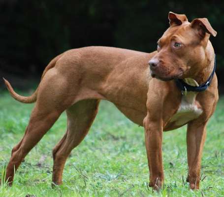 Der Gewichts-Thread-Beitrag-Bild