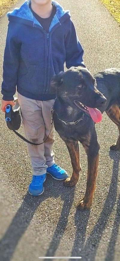 Alles rund um den Schäferhund, diskutieren erwünscht.-Beitrag-Bild