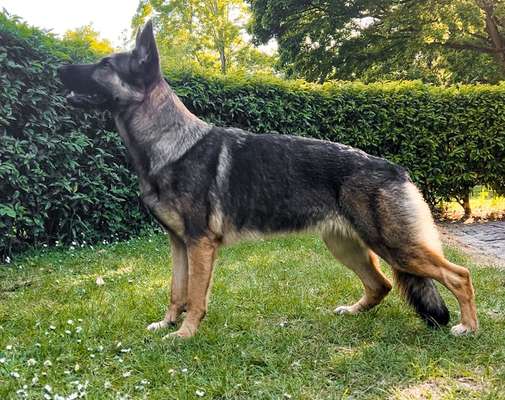 Alles rund um den Schäferhund, diskutieren erwünscht.-Beitrag-Bild