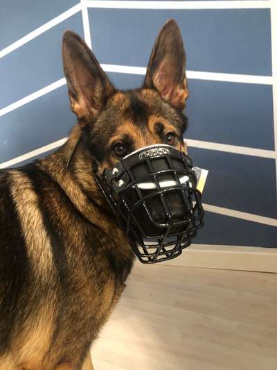 Alles rund um den Schäferhund, diskutieren erwünscht.-Beitrag-Bild