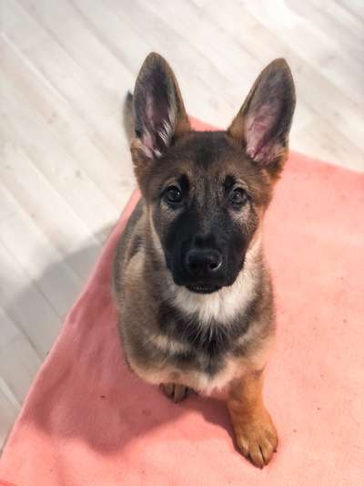 Welpen Bilder !-Beitrag-Bild