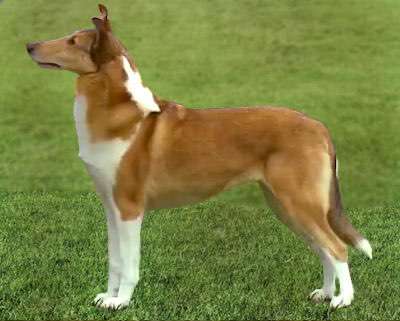 Alles rund um den Schäferhund, diskutieren erwünscht.-Beitrag-Bild