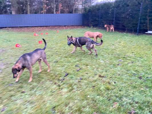 Alles rund um den Schäferhund, diskutieren erwünscht.-Beitrag-Bild