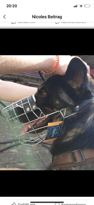 Alles rund um den Schäferhund, diskutieren erwünscht.-Beitrag-Bild