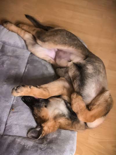 Alles rund um den Schäferhund, diskutieren erwünscht.-Beitrag-Bild