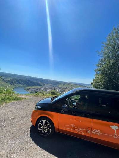 Alles rund um den Schäferhund, diskutieren erwünscht.-Beitrag-Bild