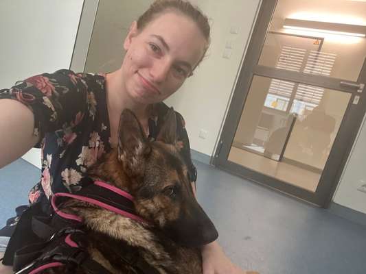 Alles rund um den Schäferhund, diskutieren erwünscht.-Beitrag-Bild