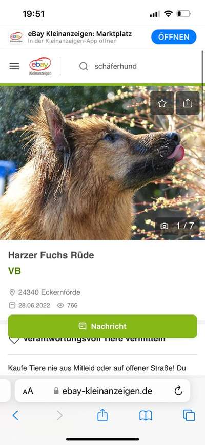 Alles rund um den Schäferhund, diskutieren erwünscht.-Beitrag-Bild