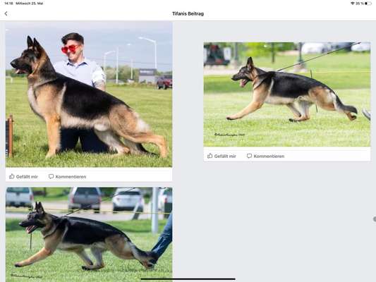 Alles rund um den Schäferhund, diskutieren erwünscht.-Beitrag-Bild