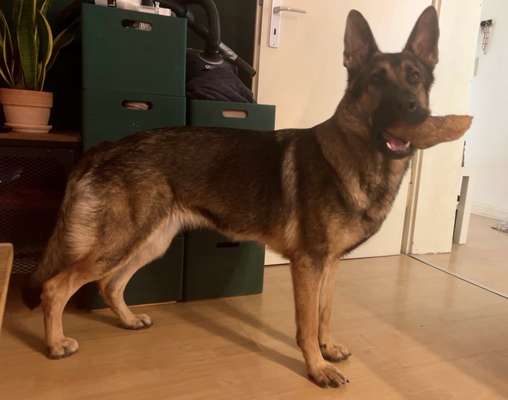 Alles rund um den Schäferhund, diskutieren erwünscht.-Beitrag-Bild