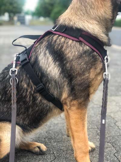 Alles rund um den Schäferhund, diskutieren erwünscht.-Beitrag-Bild