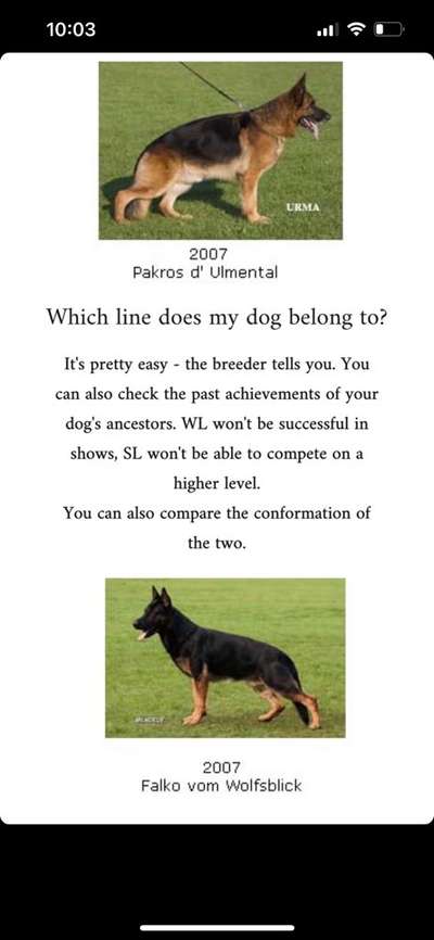 Alles rund um den Schäferhund, diskutieren erwünscht.-Beitrag-Bild