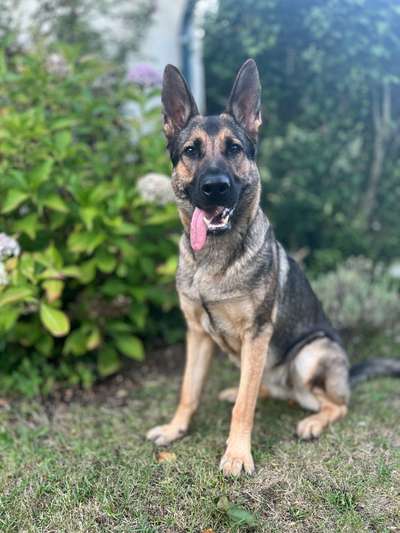 Alles rund um den Schäferhund, diskutieren erwünscht.-Beitrag-Bild