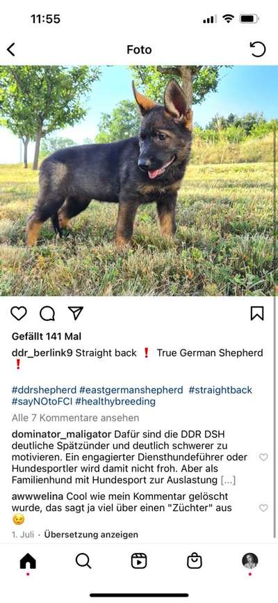 Alles rund um den Schäferhund, diskutieren erwünscht.-Beitrag-Bild