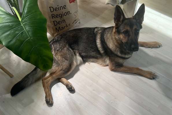 Alles rund um den Schäferhund, diskutieren erwünscht.-Beitrag-Bild