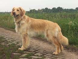 Alles rund um den Schäferhund, diskutieren erwünscht.-Beitrag-Bild