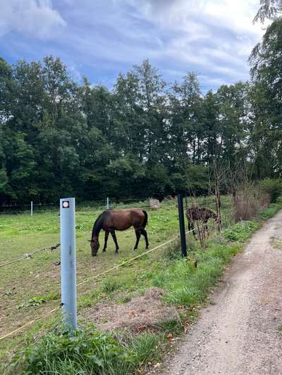 Alles rund um den Schäferhund, diskutieren erwünscht.-Beitrag-Bild