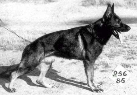 Alles rund um den Schäferhund, diskutieren erwünscht.-Beitrag-Bild