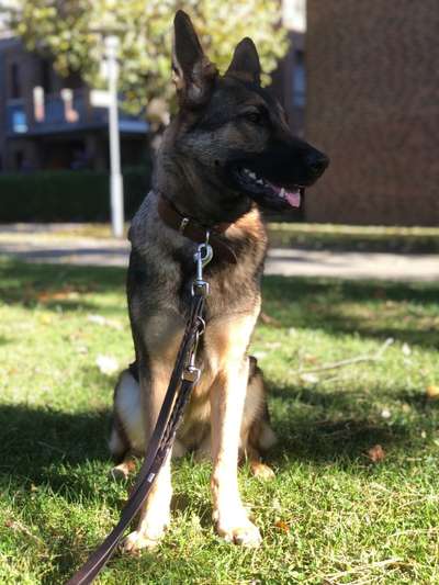 Alles rund um den Schäferhund, diskutieren erwünscht.-Beitrag-Bild