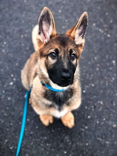 Alles rund um den Schäferhund, diskutieren erwünscht.-Beitrag-Bild