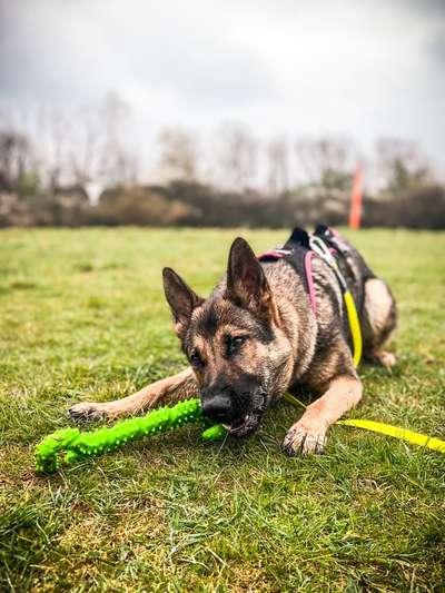 Alles rund um den Schäferhund, diskutieren erwünscht.-Beitrag-Bild