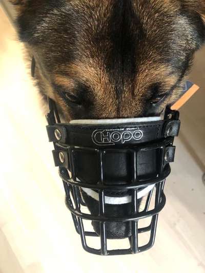 Alles rund um den Schäferhund, diskutieren erwünscht.-Beitrag-Bild