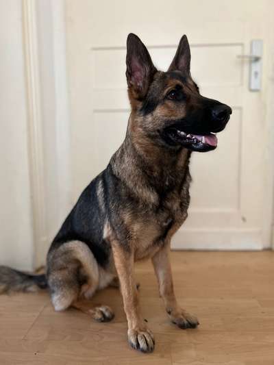 Alles rund um den Schäferhund, diskutieren erwünscht.-Beitrag-Bild