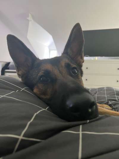 Alles rund um den Schäferhund, diskutieren erwünscht.-Beitrag-Bild