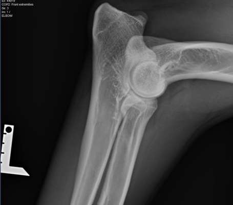 Alles rund um den Schäferhund, diskutieren erwünscht.-Beitrag-Bild