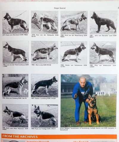 Alles rund um den Schäferhund, diskutieren erwünscht.-Beitrag-Bild