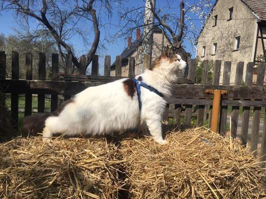 Alles rund um den Schäferhund, diskutieren erwünscht.-Beitrag-Bild