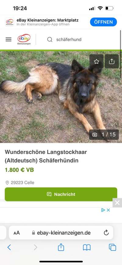 Alles rund um den Schäferhund, diskutieren erwünscht.-Beitrag-Bild