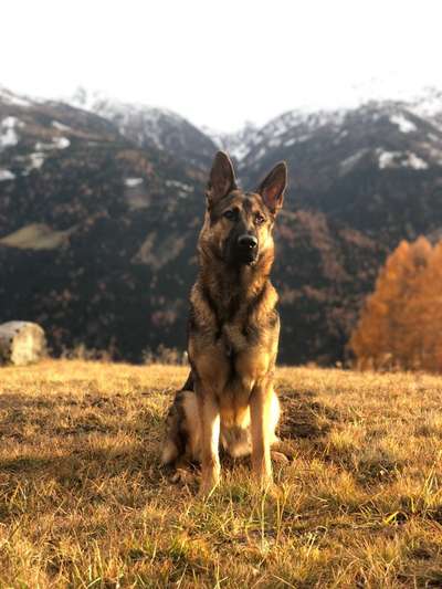 Alles rund um den Schäferhund, diskutieren erwünscht.-Beitrag-Bild
