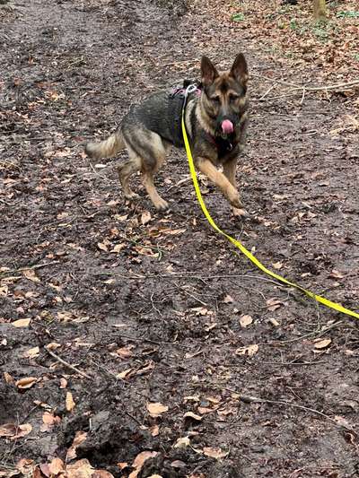 Alles rund um den Schäferhund, diskutieren erwünscht.-Beitrag-Bild