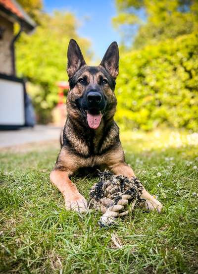 Alles rund um den Schäferhund, diskutieren erwünscht.-Beitrag-Bild