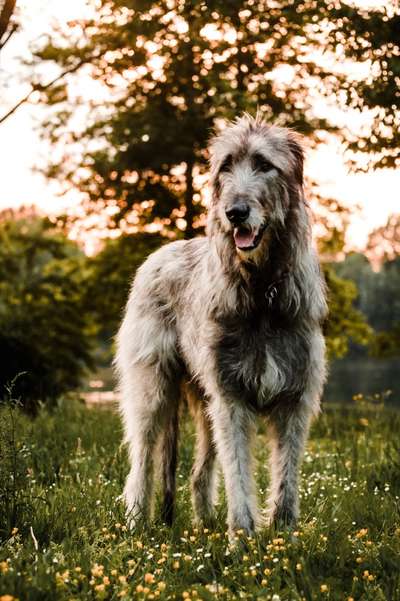 Alles rund um den Schäferhund, diskutieren erwünscht.-Beitrag-Bild