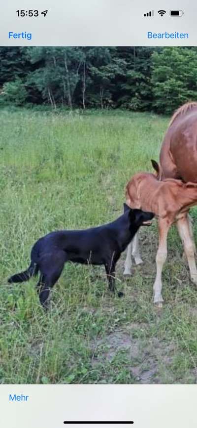 Alles rund um den Schäferhund, diskutieren erwünscht.-Beitrag-Bild