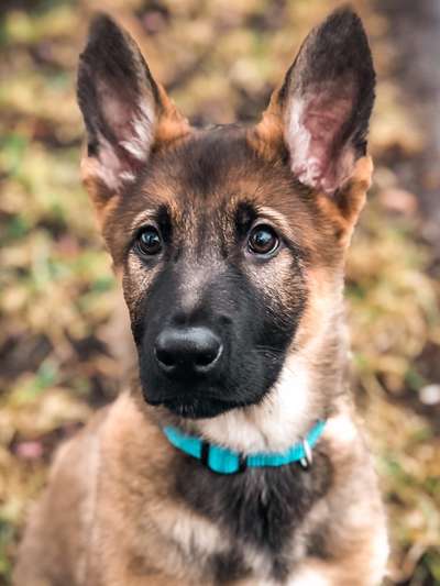 Welpen Bilder !-Beitrag-Bild