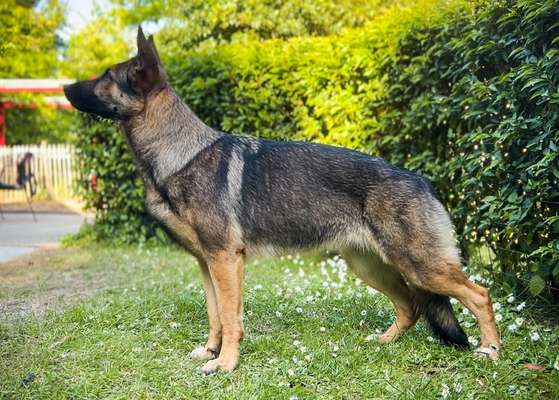 Alles rund um den Schäferhund, diskutieren erwünscht.-Beitrag-Bild