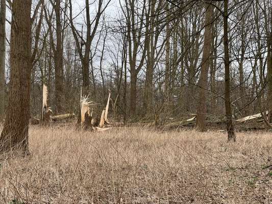 Alles rund um den Schäferhund, diskutieren erwünscht.-Beitrag-Bild
