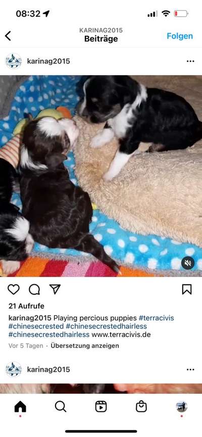 Alles rund um den Schäferhund, diskutieren erwünscht.-Beitrag-Bild