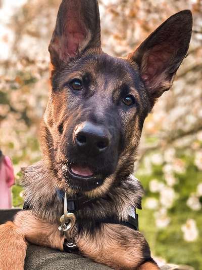 Schäferhund-Fans?-Beitrag-Bild