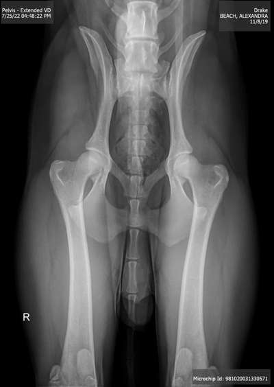 Alles rund um den Schäferhund, diskutieren erwünscht.-Beitrag-Bild