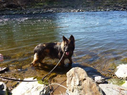 Alles rund um den Schäferhund, diskutieren erwünscht.-Beitrag-Bild