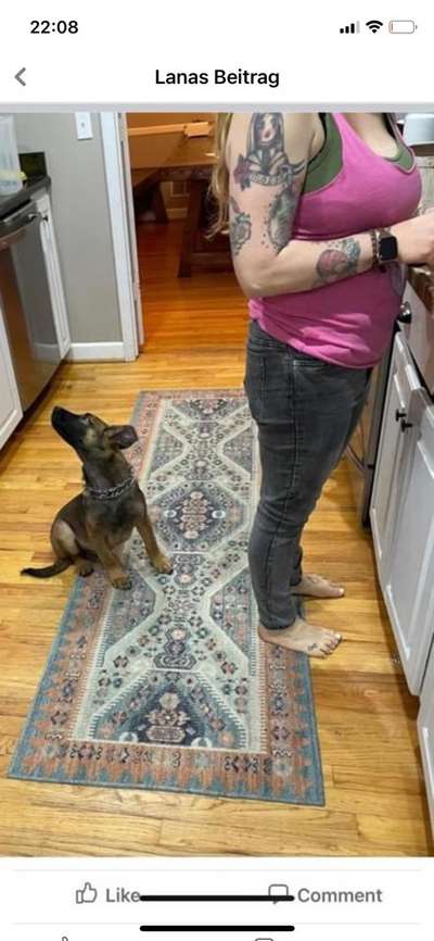 Alles rund um den Schäferhund, diskutieren erwünscht.-Beitrag-Bild