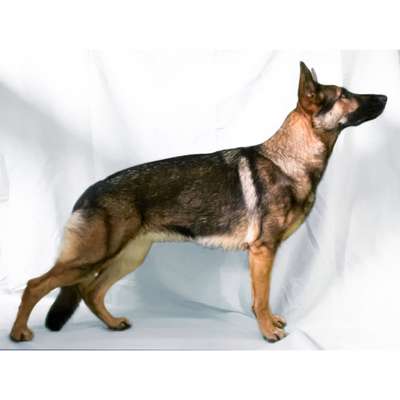 Jogging-Megathread-Beitrag-Bild